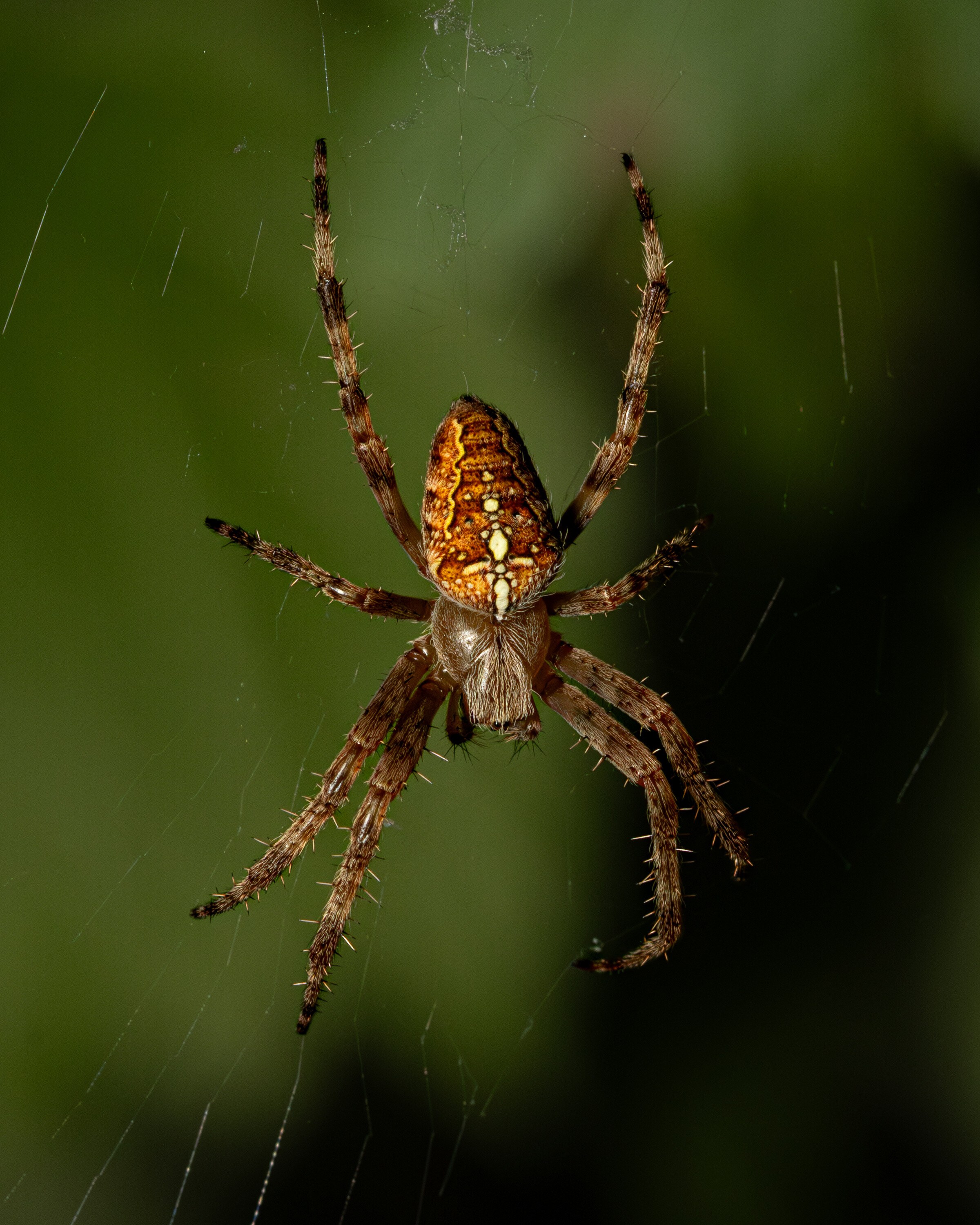 An orb-weaver spider hanging head-down at the centre of its web, legs extended, lit against a dark green out-of-focus background.