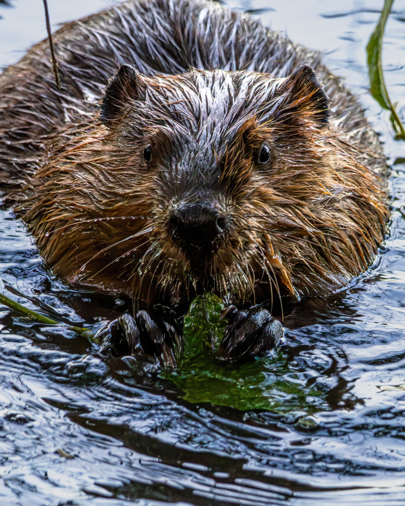 A beaver facing the camera in open water, holding a green leaf in both forepaws, its wet fur and whiskers rimmed with light.