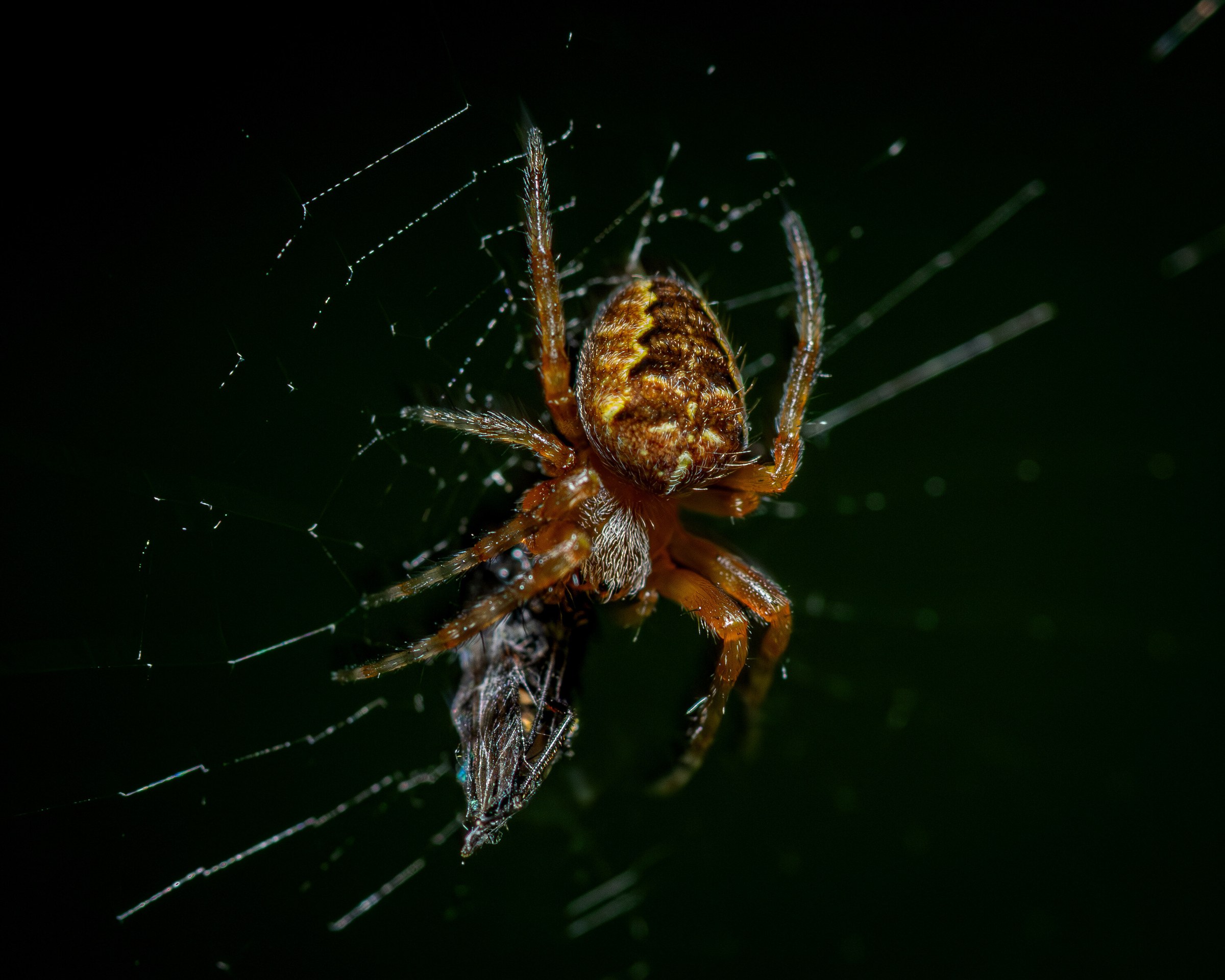 An orb-weaver spider on its web with a wrapped insect held beneath it, radial silk lines catching the flash against a black background.