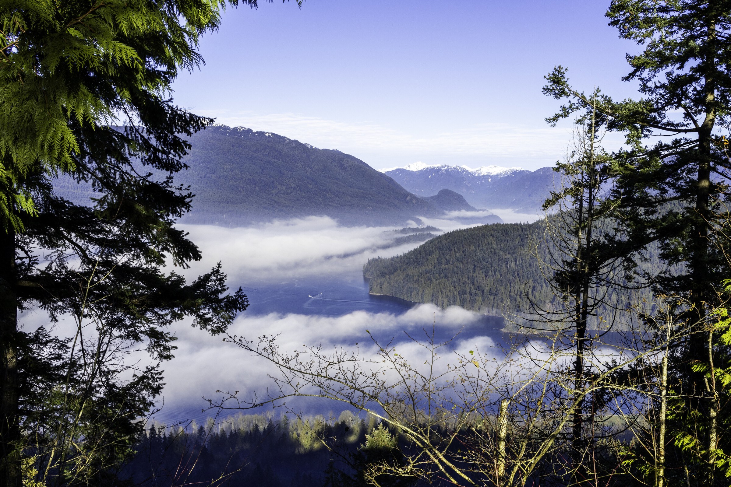 Burrard Inlet seen through a gap in dark conifers, low cloud filling the water below and snow peaks on the far shore.
