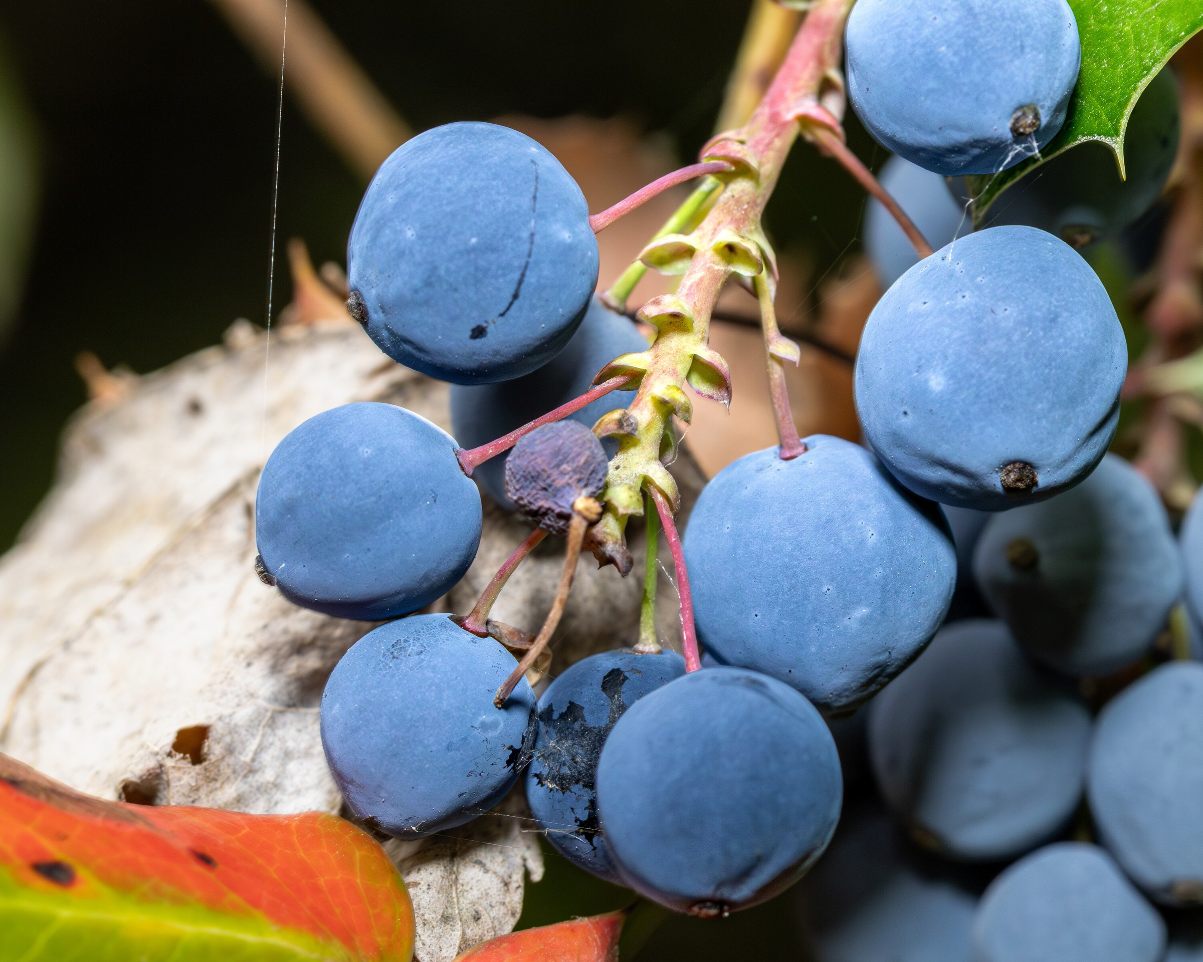 A cluster of powder-blue Oregon grape berries on a red stem, a spiny leaf and a bleached dead leaf behind them.