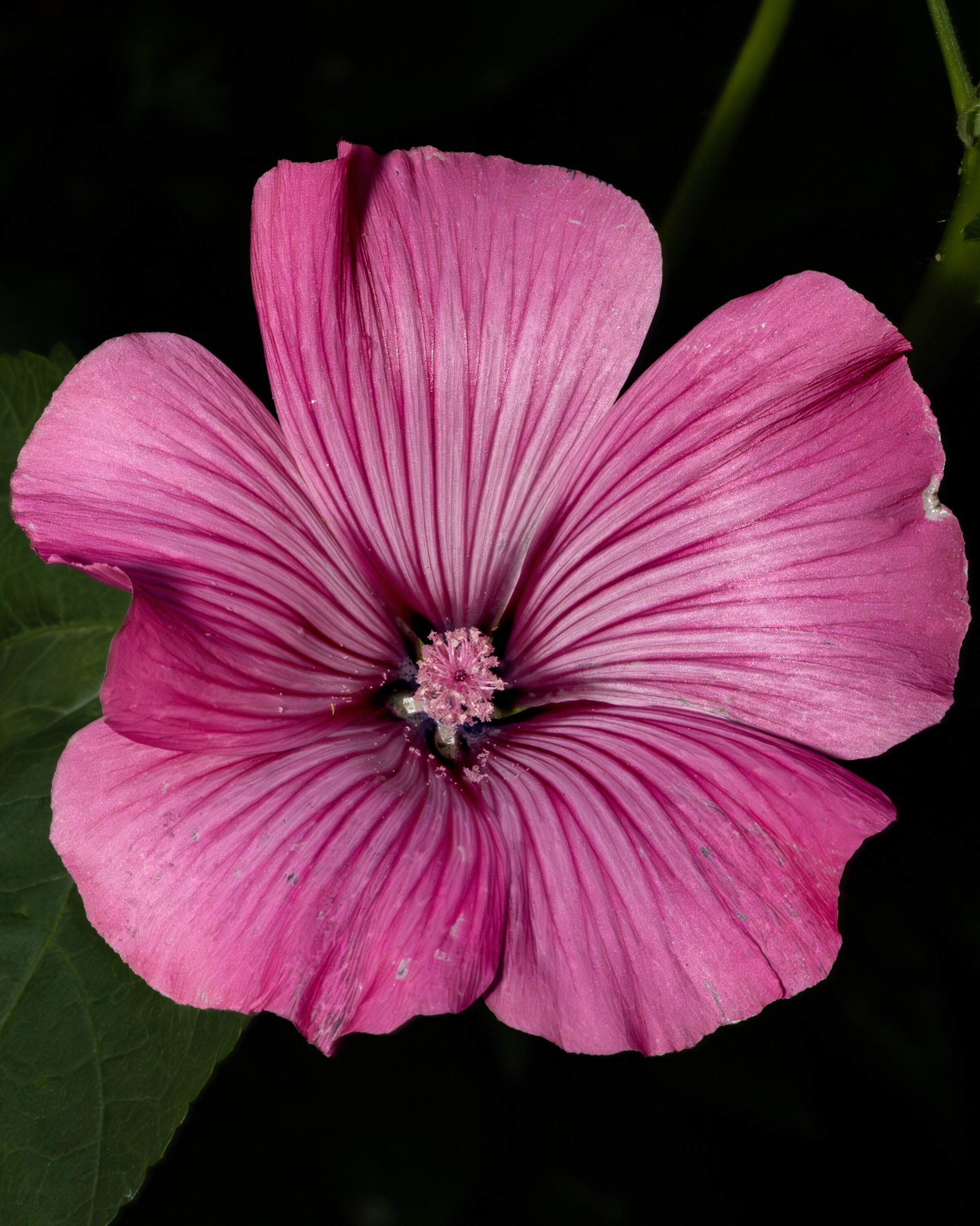 A single pink mallow flower photographed square-on, five veined petals radiating from a pale staminal column, dark background.
