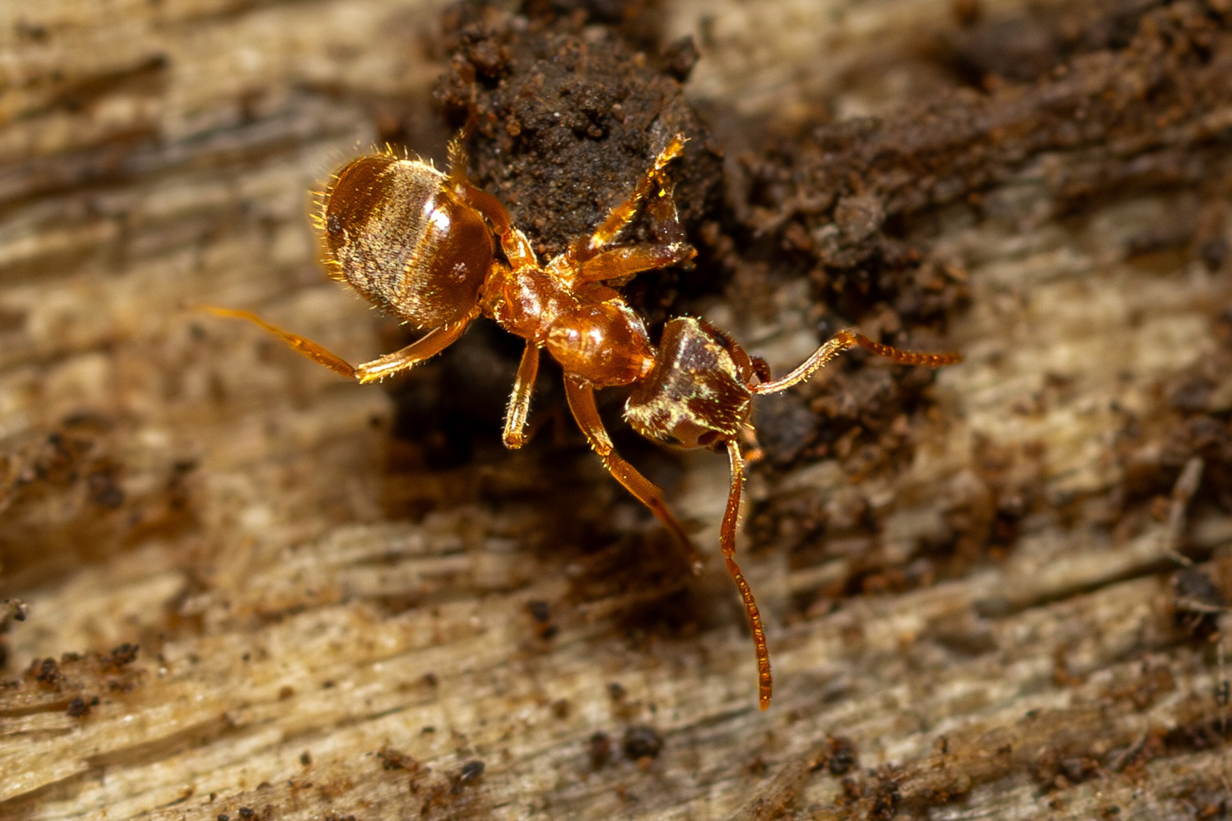 A reddish ant on rotting wood carrying another ant beneath it, both in sharp focus against a soft brown ground.