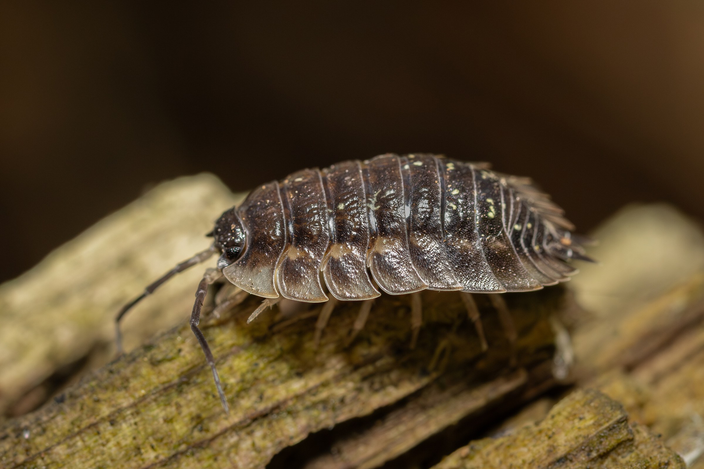 A woodlouse in profile on a strip of pale rotting wood, its segmented plates and legs clearly separated from a dark background.