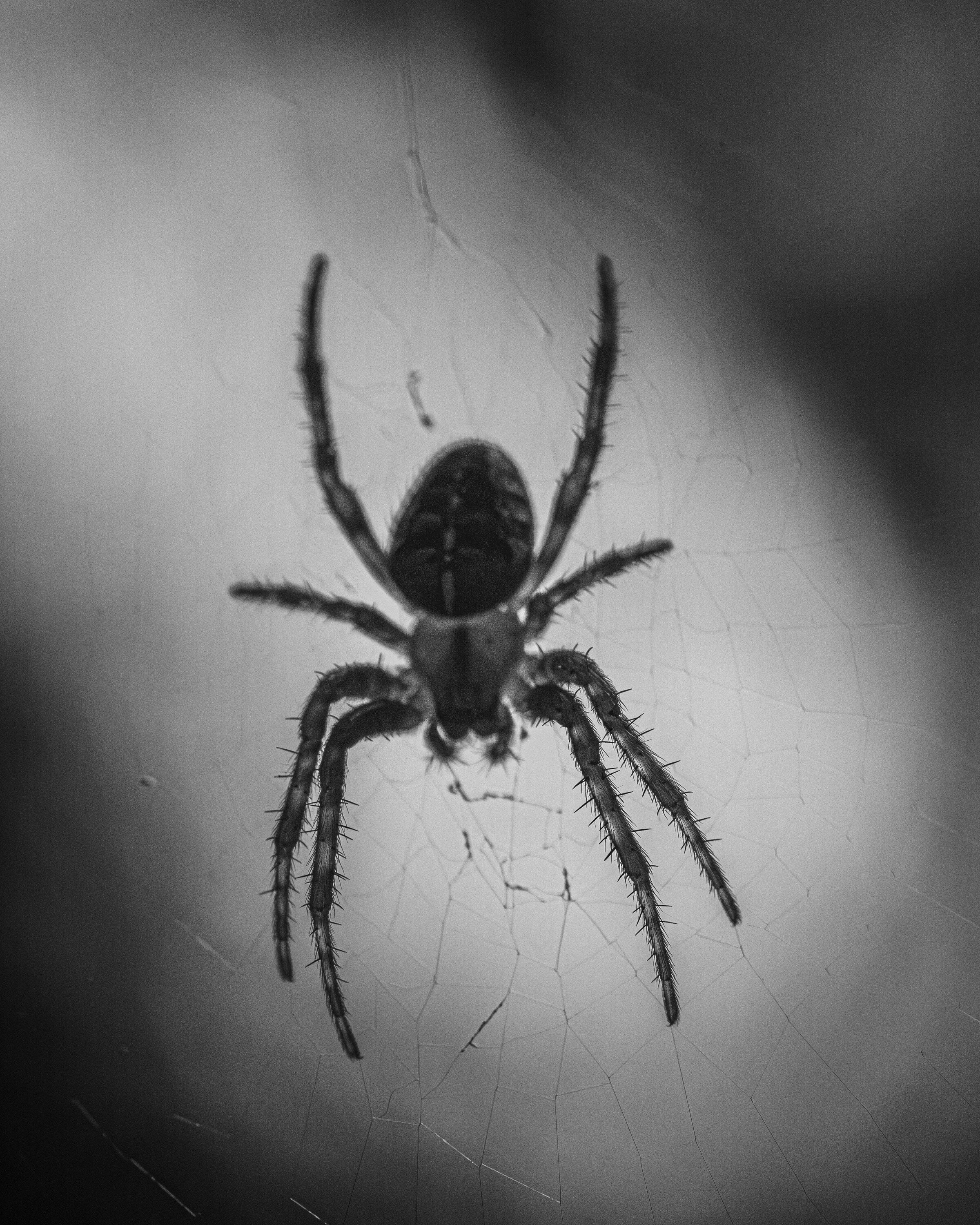 Black and white photograph of a spider suspended at the centre of its web, legs spread symmetrically, the web faintly visible behind it.