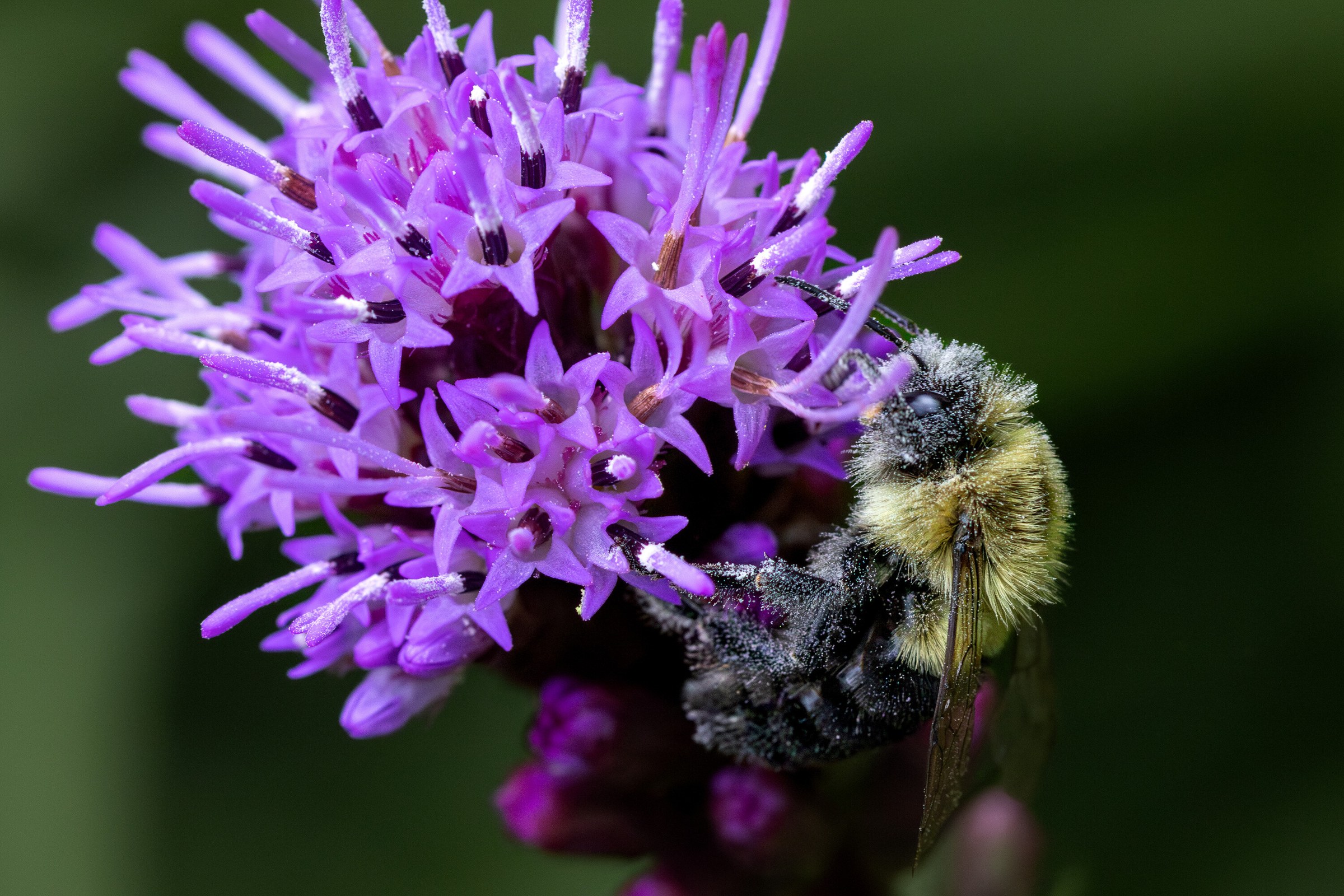 A bumblebee gripping the side of a purple liatris flower spike, its thorax dusted with pollen.