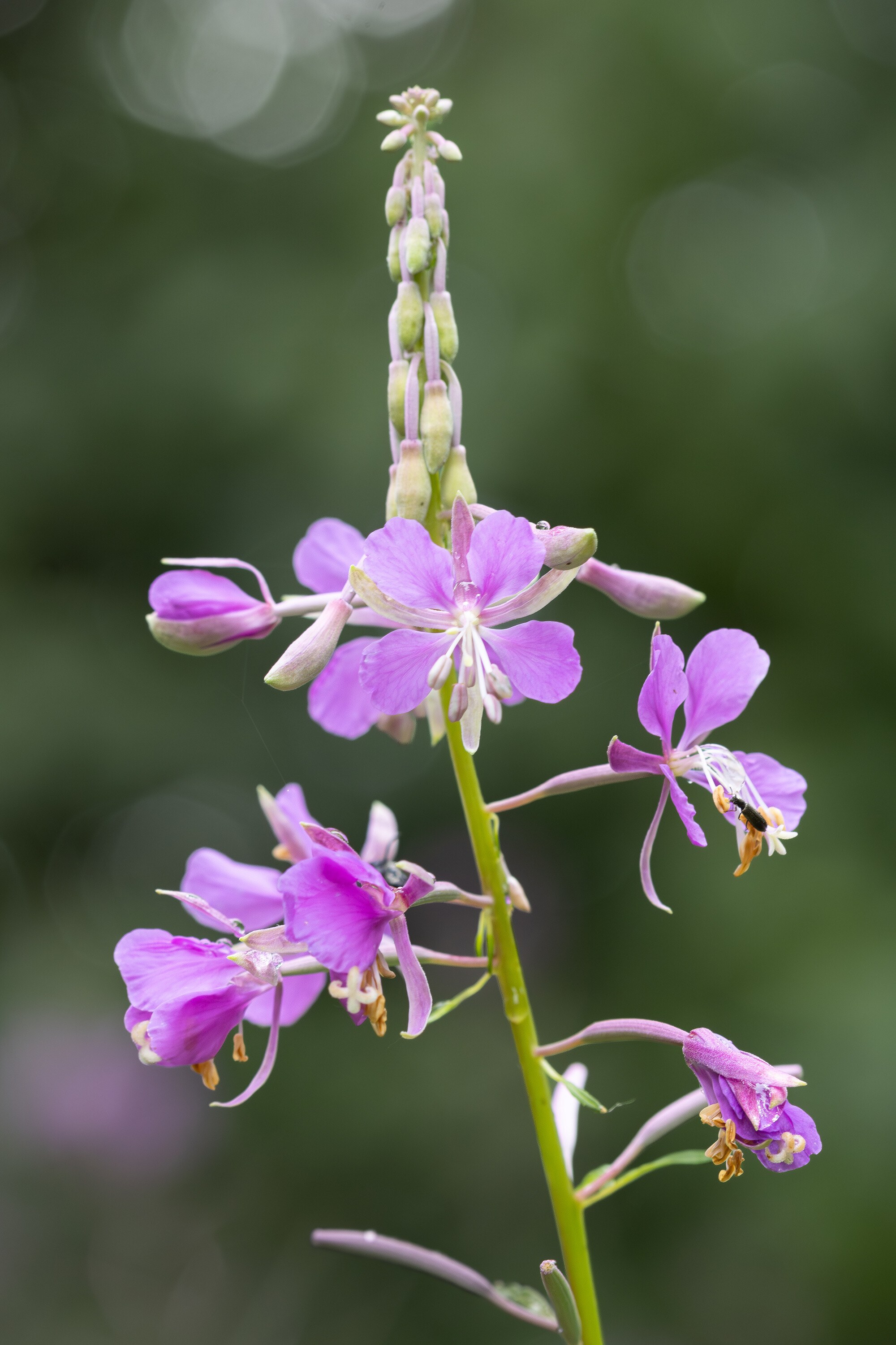 A fireweed stem photographed vertically, open magenta flowers below and unopened buds spiralling up the raceme, green bokeh behind.