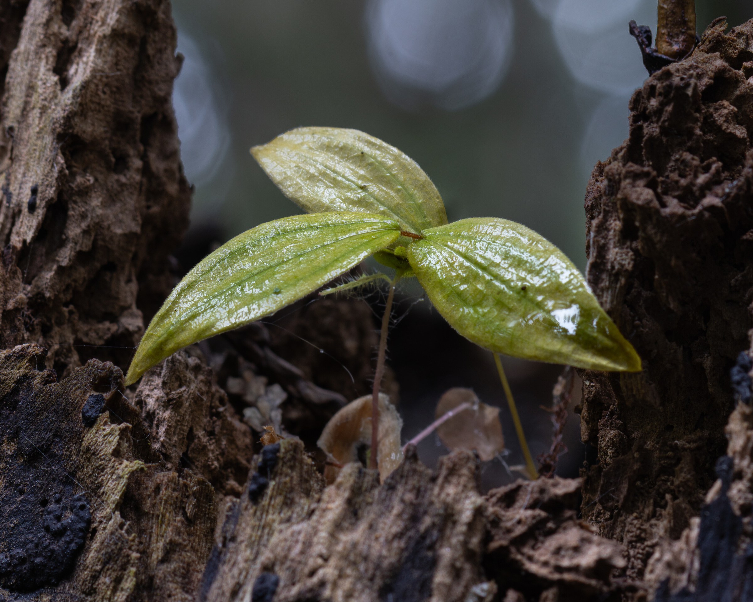 A two-leaved seedling growing from a split in a decaying stump, its wet leaves catching the light between two dark walls of rotted wood.