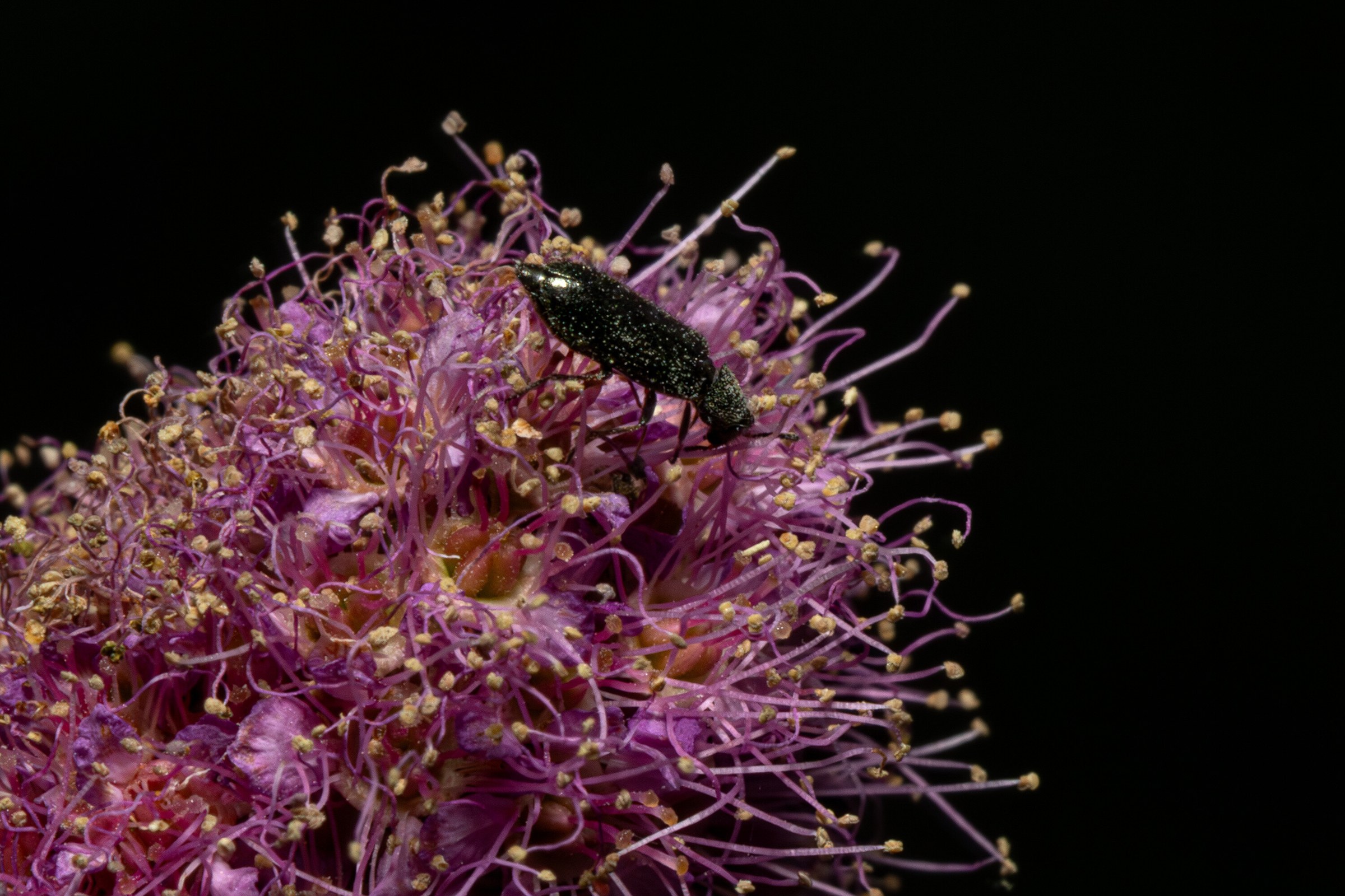 A dark metallic beetle on a pink spiraea flower head, its long stamens catching light against a black background.