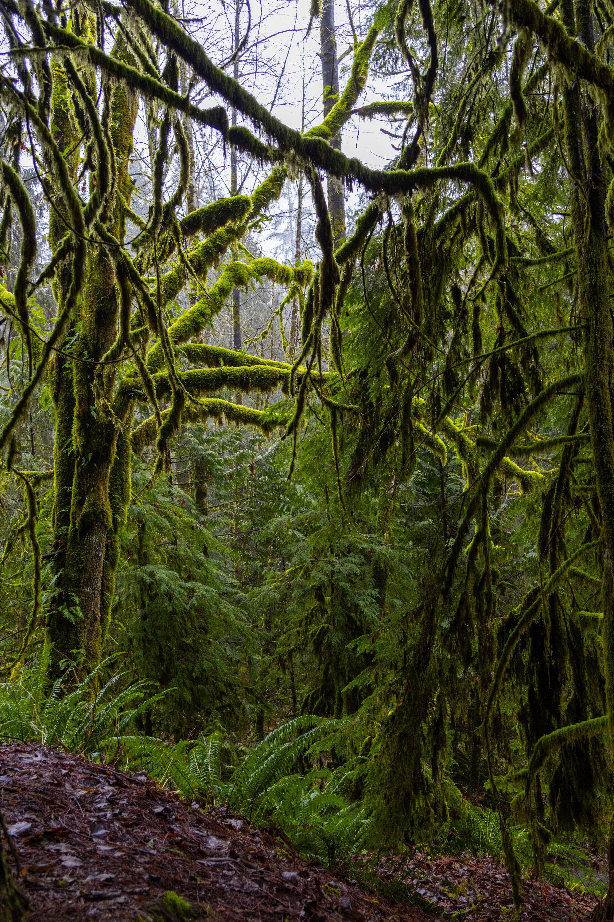 Vertical frame of a rainforest interior, moss hanging in long ropes from bare maple limbs above dense ferns.