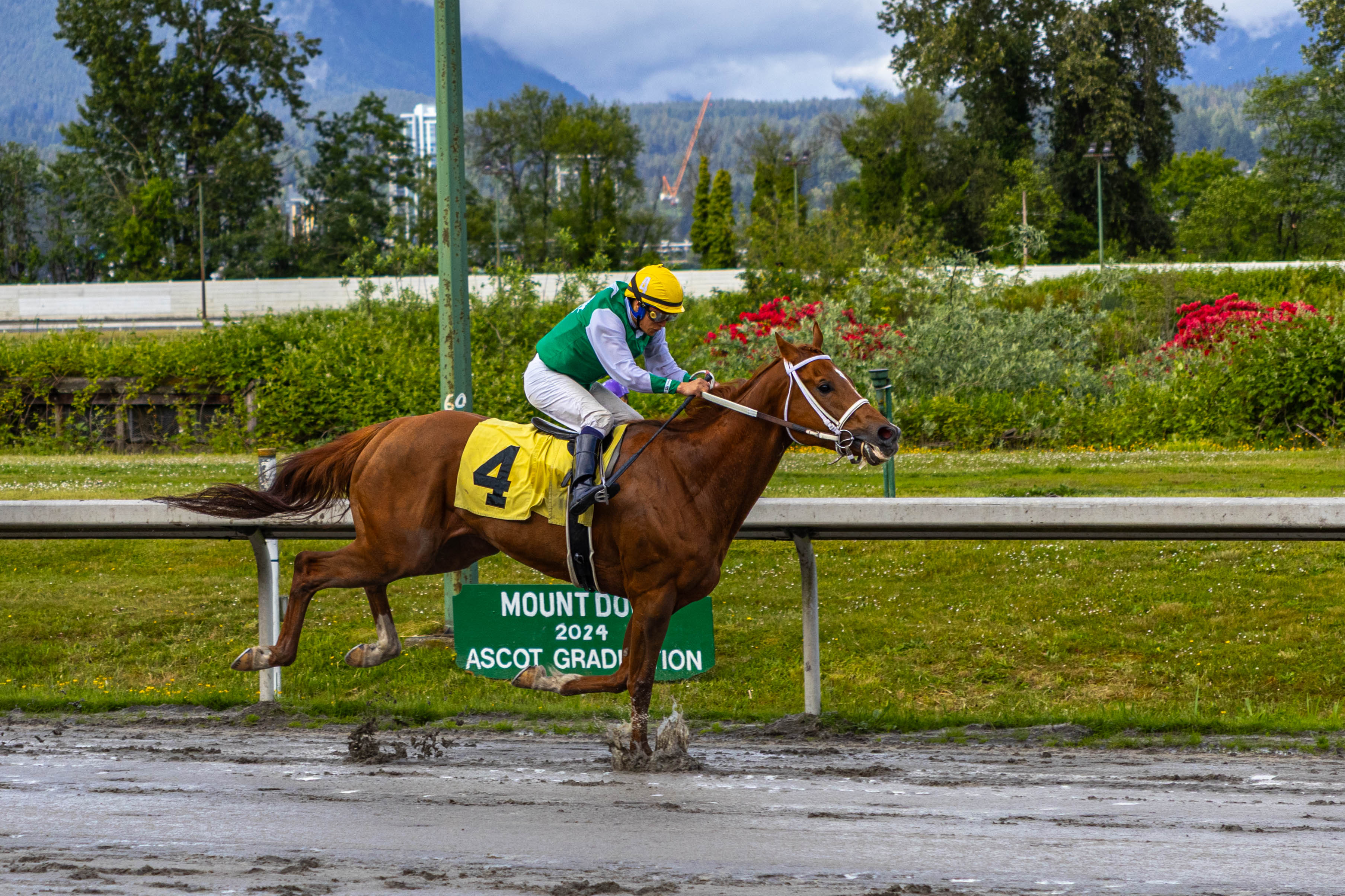 Racehorse splashing through the track